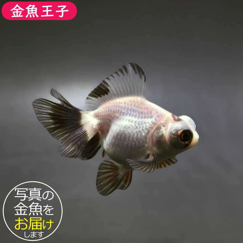 金魚王子】白黒蝶尾 7～8cm前後 (個体番号：xsw206) 金魚 きんぎょ