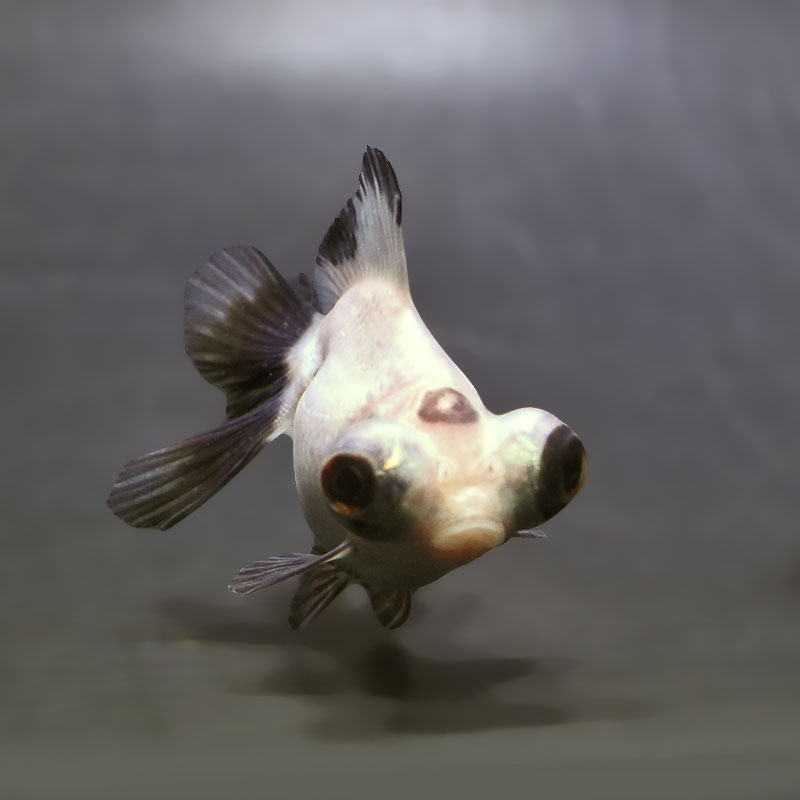 きんぎょページ☆ 金魚王子】白黒蝶尾 7～8cm前後 (個体番号：xsw206) 金魚 きんぎょ