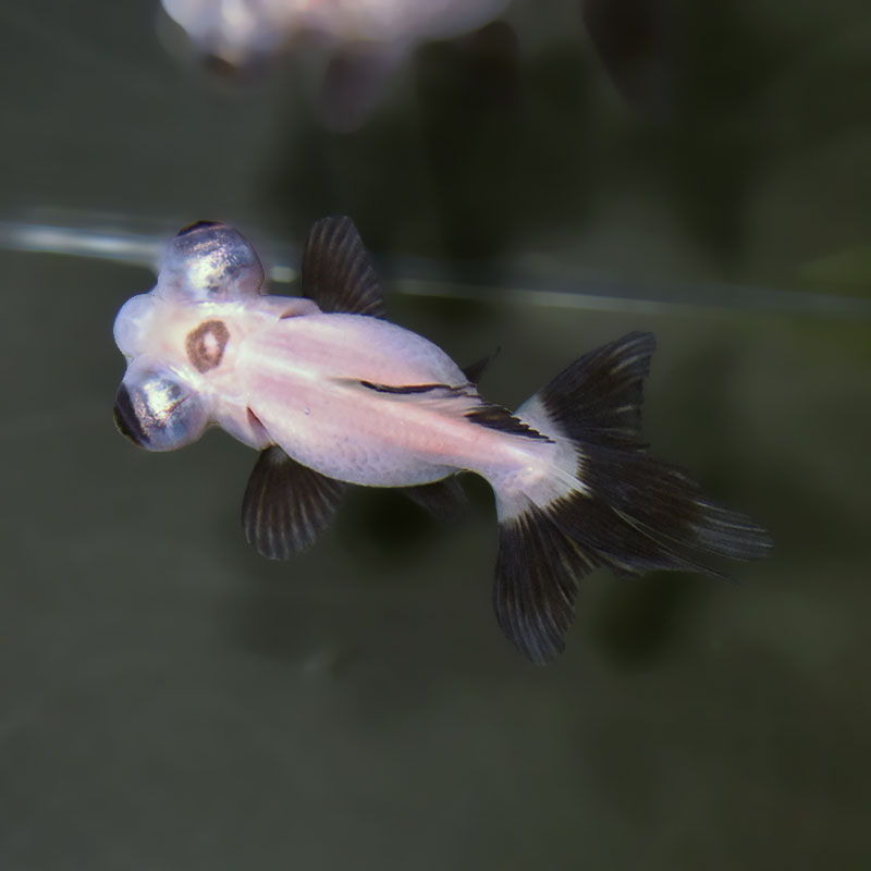 金魚王子】白黒蝶尾 7～8cm前後 (個体番号：xsw206) 金魚 きんぎょ