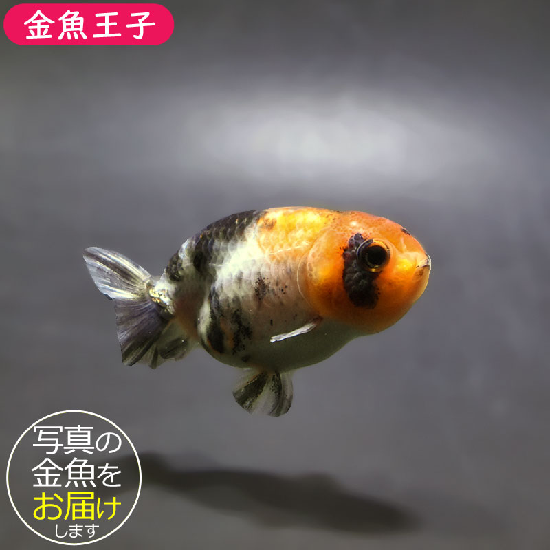 金魚王子】ベビーらんちゅう 6～7cm前後 (個体番号：xsw734) 金魚