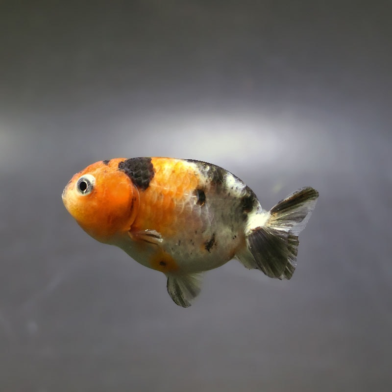 金魚王子】ベビーらんちゅう 6～7cm前後 (個体番号：xsw734) 金魚