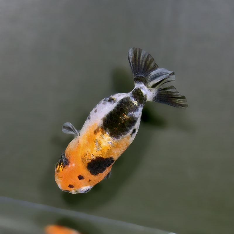 金魚王子】ベビーらんちゅう 6～7cm前後 (個体番号：xsw734) 金魚