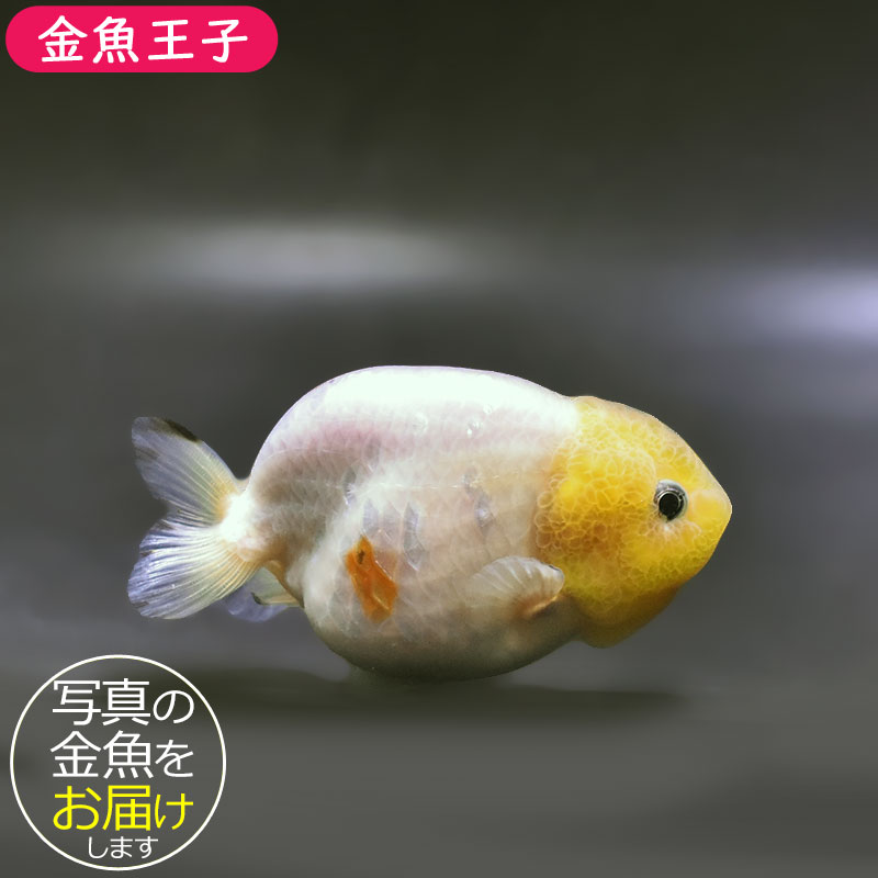 金魚王子】変わり柄らんちゅう 9cm前後 (個体番号：xsw875) 金魚