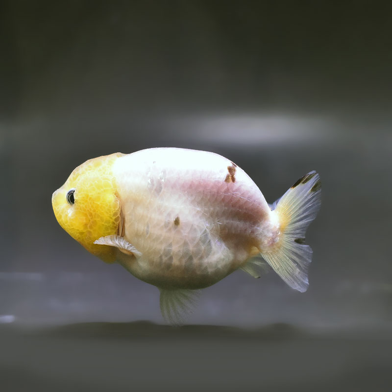 金魚王子】変わり柄らんちゅう 9cm前後 (個体番号：xsw875) 金魚