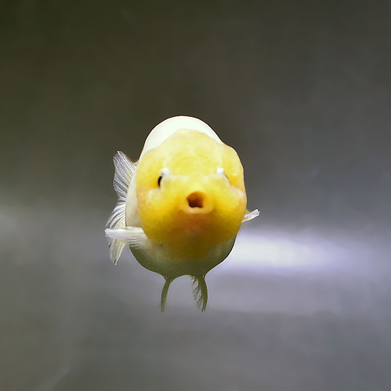 金魚王子】変わり柄らんちゅう 9cm前後 (個体番号：xsw875) 金魚