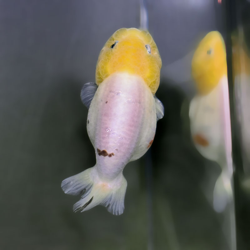 金魚王子】変わり柄らんちゅう 9cm前後 (個体番号：xsw875) 金魚