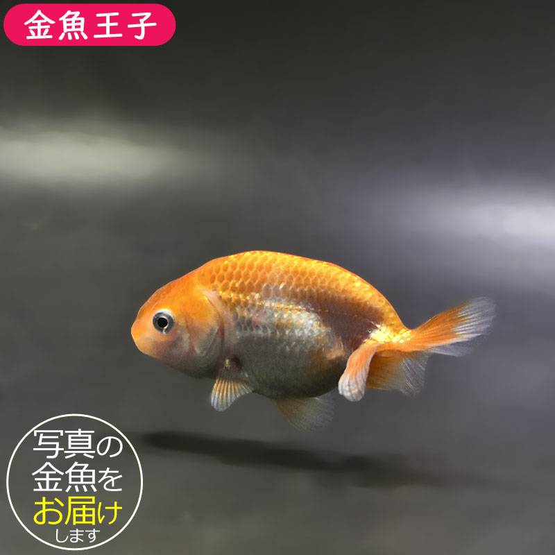 金魚王子】更紗らんちゅう 8±1cm前後 (個体番号：zaq334) 金魚