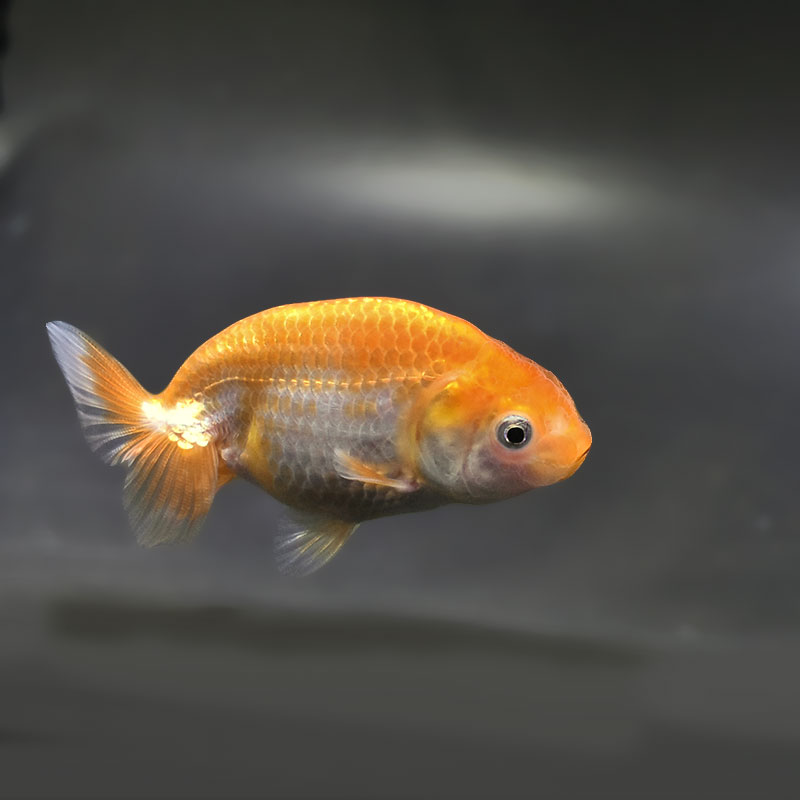 金魚王子】更紗らんちゅう 8±1cm前後 (個体番号：zaq334) 金魚