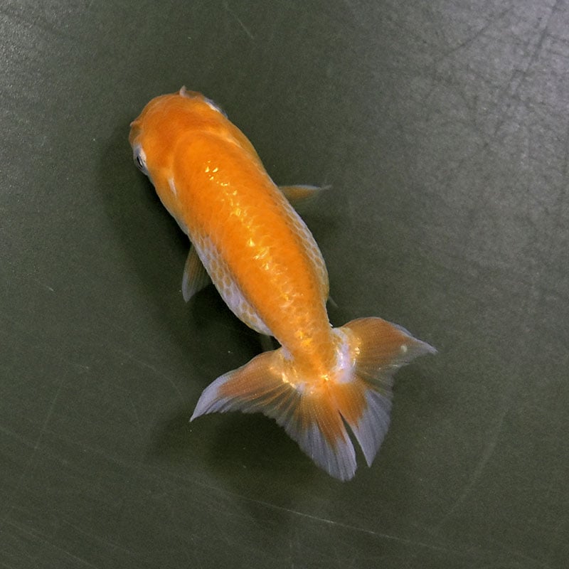 金魚王子】更紗らんちゅう 8±1cm前後 (個体番号：zaq334) 金魚