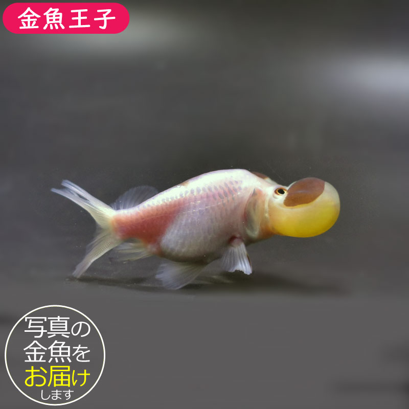 金魚王子】変わり柄水泡眼 8±1cm前後 (個体番号：cde627) 金魚
