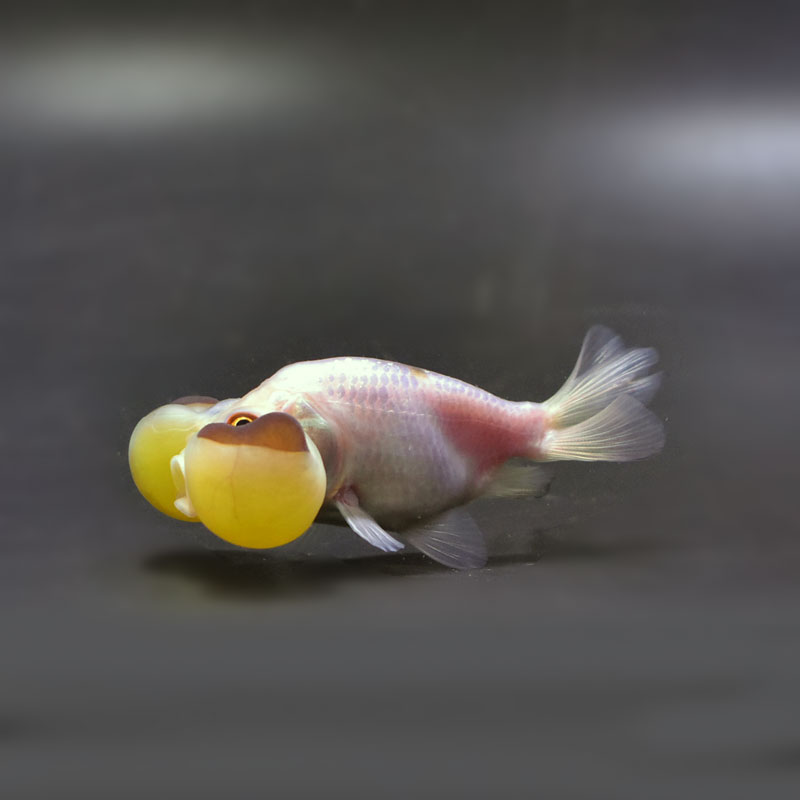 金魚王子】変わり柄水泡眼 8±1cm前後 (個体番号：cde627) 金魚