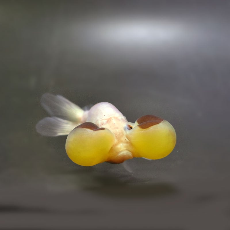 【金魚】 Amazon | Lov Sawar 金魚鉢 プラスチック 割れない金魚鉢 透明