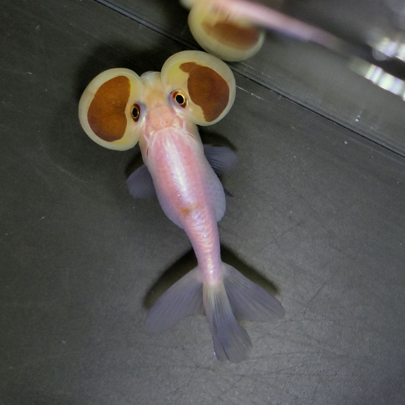 金魚王子】変わり柄水泡眼 8±1cm前後 (個体番号：cde627) 金魚