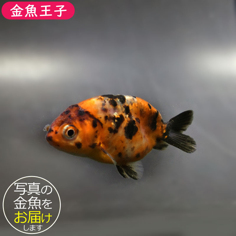 テコチチ【願いが叶う】【金運 財運 繁栄 招福】金魚 きんぎょ らんちゅう テコチチ様専用【願いが叶う】【金運 財運 繁栄 招福】金魚 きんぎょ
