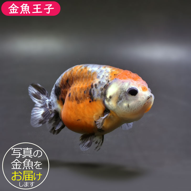 金魚王子】キリンらんちゅう 8±1cm前後 (個体番号：cde943) 金魚