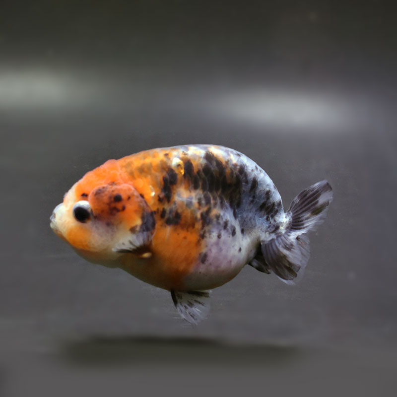 【金魚王子】キリンらんちゅう 8±1cm前後 (個体番号：cde943) 金魚 きんぎょ 生体 らんちゅう 厳選個体