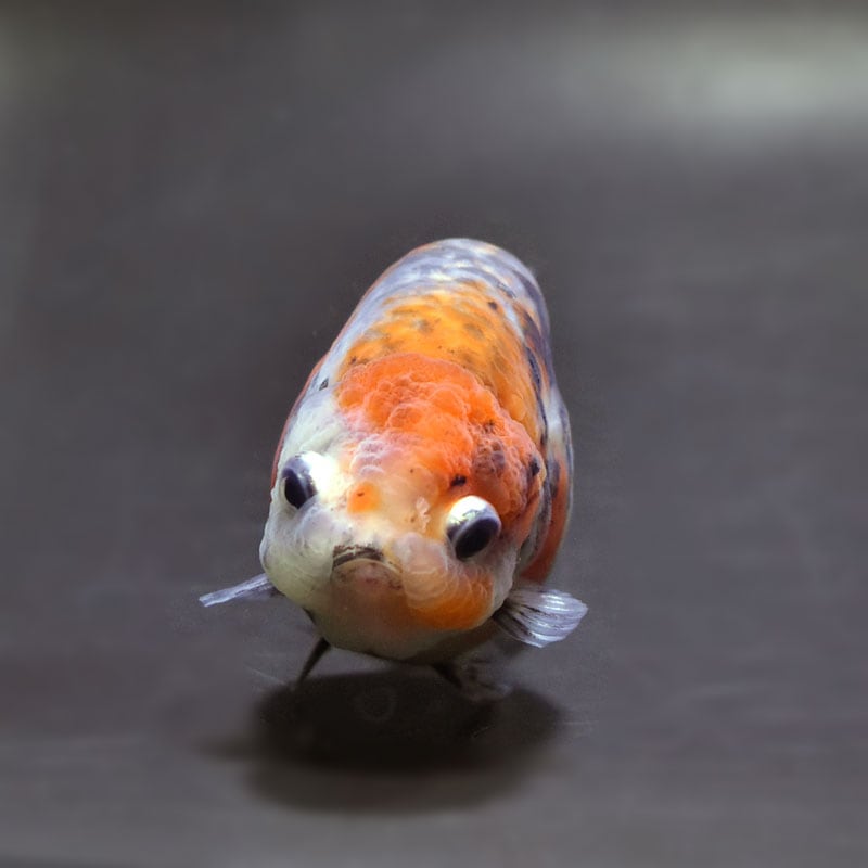 【金魚王子】キリンらんちゅう 8±1cm前後 (個体番号：cde943) 金魚 きんぎょ 生体 らんちゅう 厳選個体