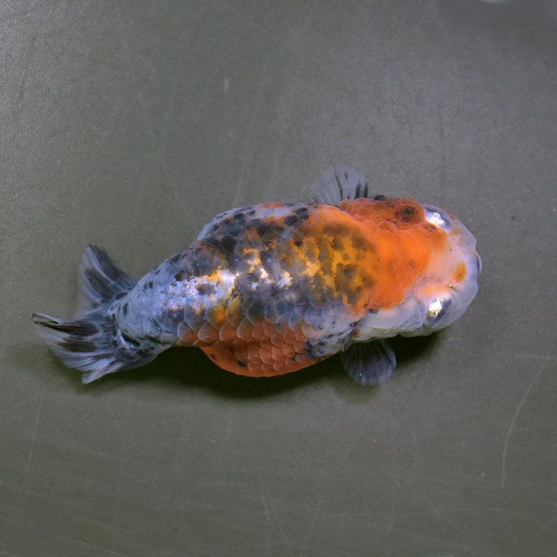 【金魚王子】キリンらんちゅう 8±1cm前後 (個体番号：cde943) 金魚 きんぎょ 生体 らんちゅう 厳選個体