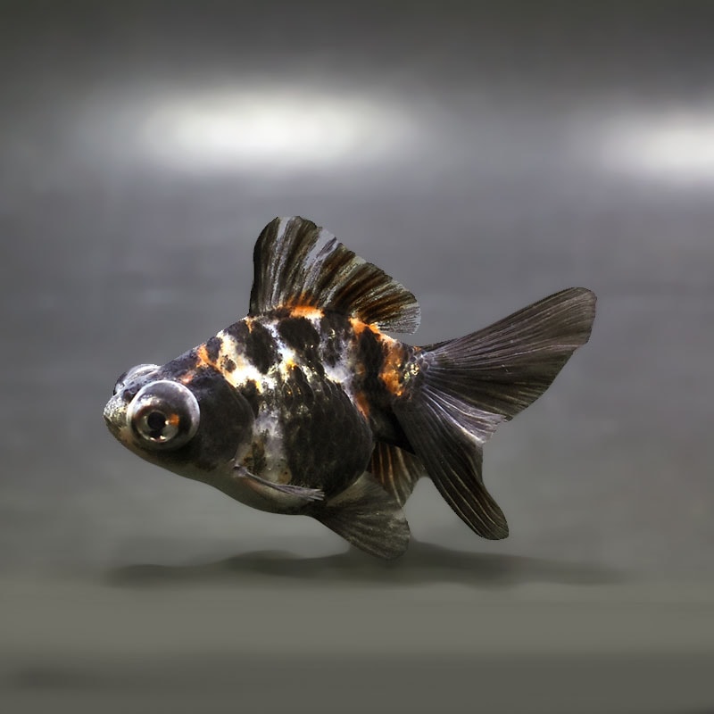 【金魚王子】三色蝶尾 7～8cm前後 (個体番号：xsw207) 金魚 きんぎょ 生体 蝶尾 厳選個体