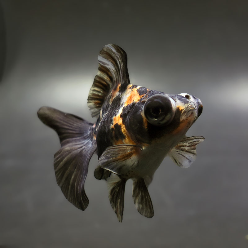 【金魚王子】三色蝶尾 7～8cm前後 (個体番号：xsw207) 金魚 きんぎょ 生体 蝶尾 厳選個体