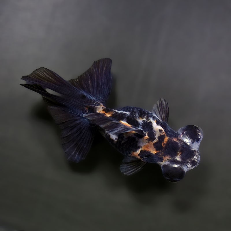 【金魚王子】三色蝶尾 7～8cm前後 (個体番号：xsw207) 金魚 きんぎょ 生体 蝶尾 厳選個体