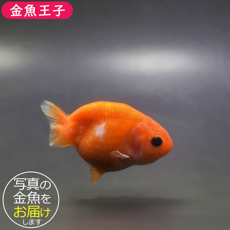 金魚らんちゅう17センチ 金魚）一点物 トリカラーらんちゅう 17cm±（外国産）（1匹