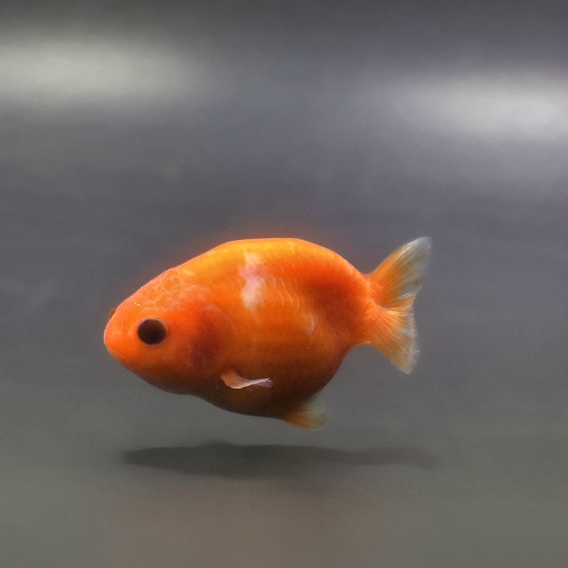 金魚王子】ベビーらんちゅう 6.5±1cm前後 (個体番号：xsw377) 金魚