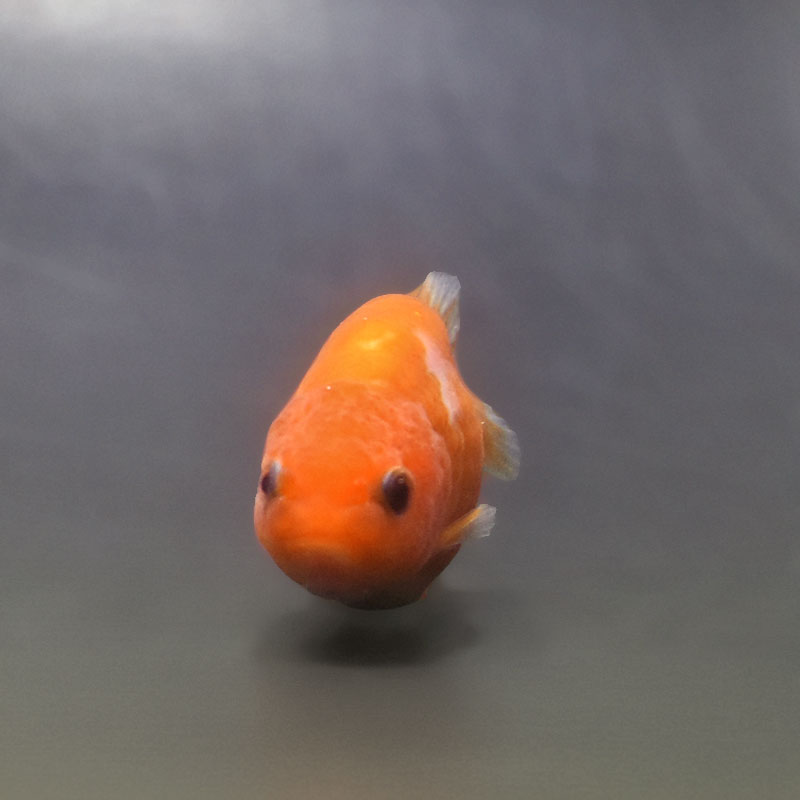 金魚王子】ベビーらんちゅう 6.5±1cm前後 (個体番号：xsw377) 金魚