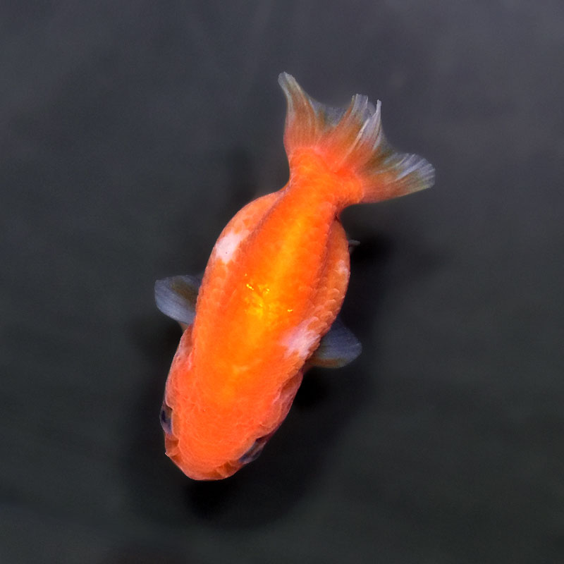 金魚らんちゅう17センチ 金魚）一点物 トリカラーらんちゅう 17cm±（外国産）（1匹