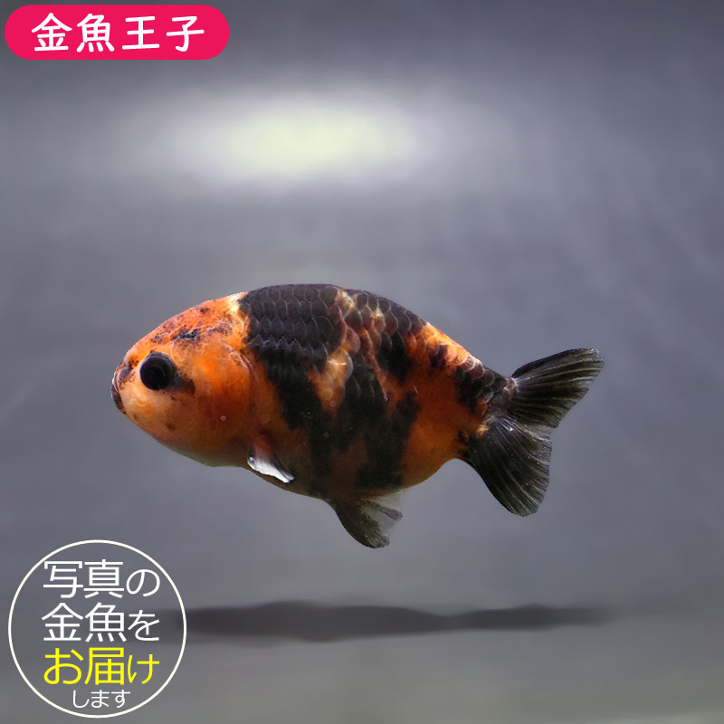 金魚-ランチュウ-デカらん子 金魚王子】ベビーらんちゅう 6～7cm前後 (個体番号：xsw732) 金魚