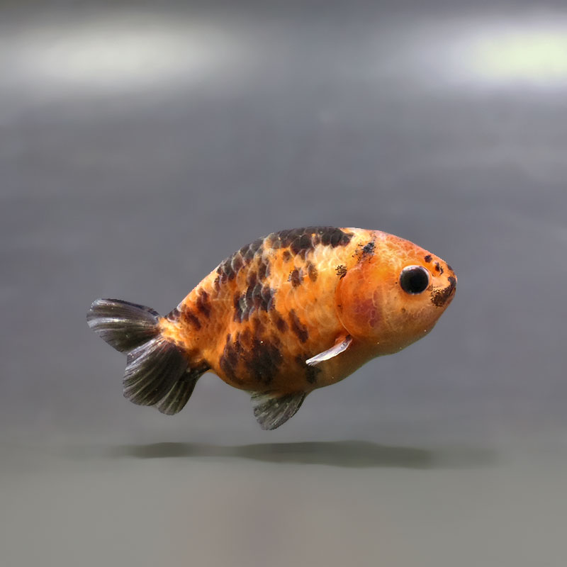 金魚王子】ベビーらんちゅう 6～7cm前後 (個体番号：xsw735) 金魚