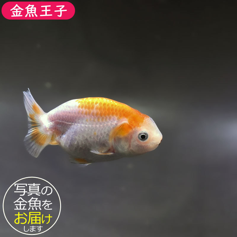 金魚ページ 金魚王子】更紗らんちゅう 8±1cm前後 (個体番号：zaq335) 金魚