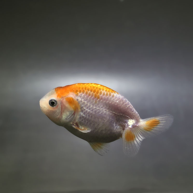 金魚王子】更紗らんちゅう 8±1cm前後 (個体番号：zaq335) 金魚