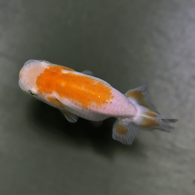 金魚王子】更紗らんちゅう 8±1cm前後 (個体番号：zaq335) 金魚