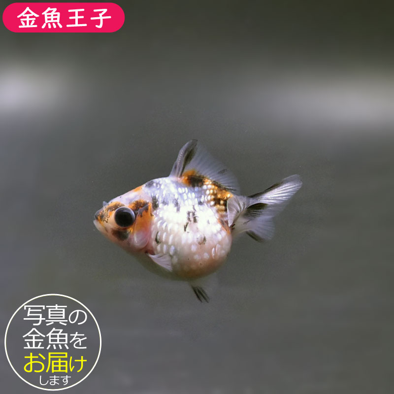 金魚王子】キャリコピンポンパール 4.5cm前後 (個体番号：cde462) 金魚