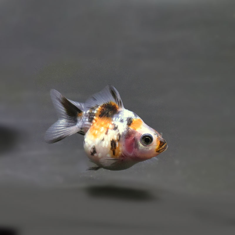 金魚王子】キャリコピンポンパール 4.5cm前後 (個体番号：cde462) 金魚