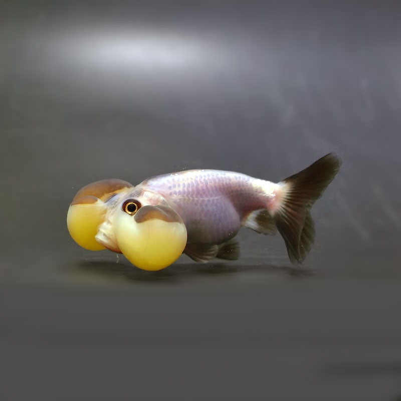 HIME様希少マイセン2004年限定品シンビルダー金魚柄 ボウル41/100 HIME様希少マイセン2004年限定品シンビルダー金魚柄 ボウル41/100
