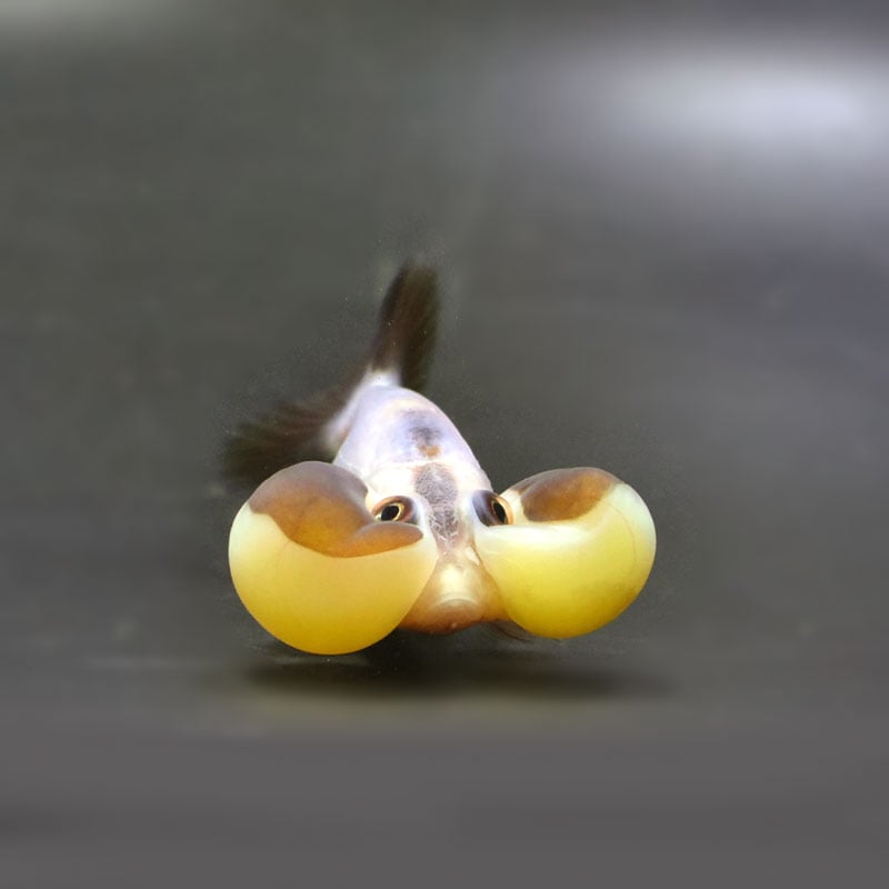 ナオウ様 金魚王子】琉金 (変わり柄／ショートテールタイプ) 6.5±1cm前後