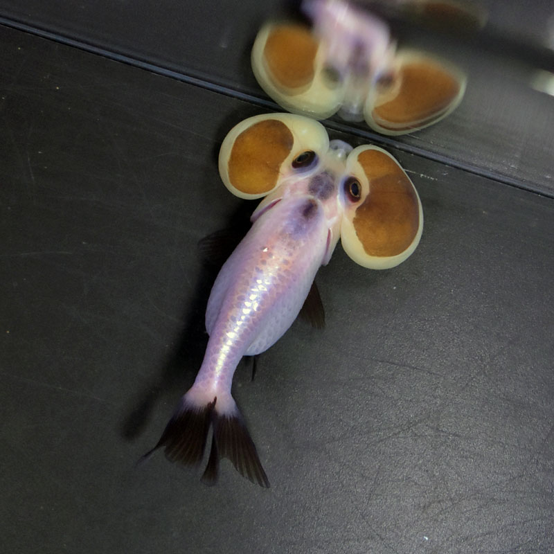 金魚王子】変わり柄水泡眼 8±1cm前後 (個体番号：cde628) 金魚