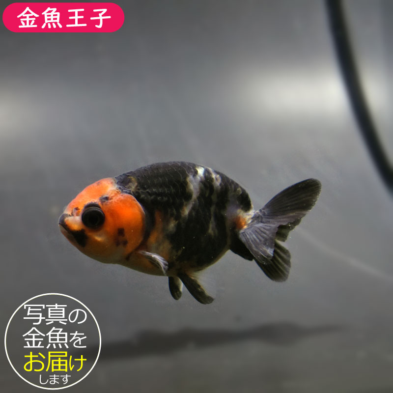 きんぎょ様 金魚王子】変わり柄水泡眼 6.5±1cm前後 (個体番号：cde417) 金魚