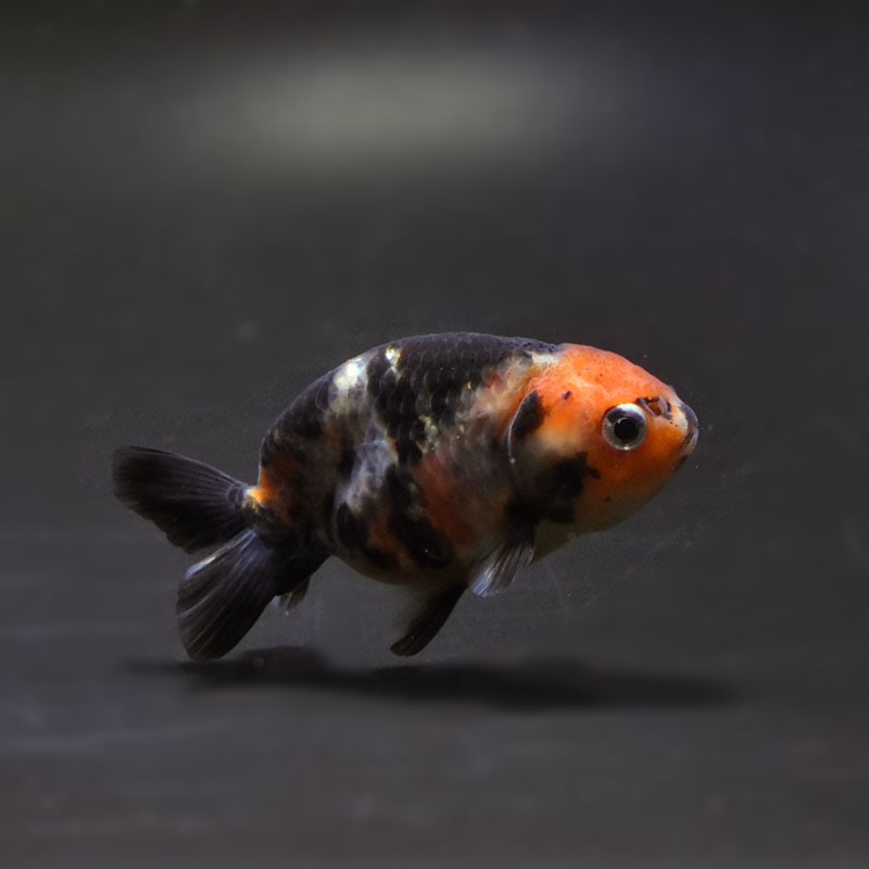 金魚王子】江戸錦 6.5±1cm前後 (個体番号：cde774) 金魚 きんぎょ 生体