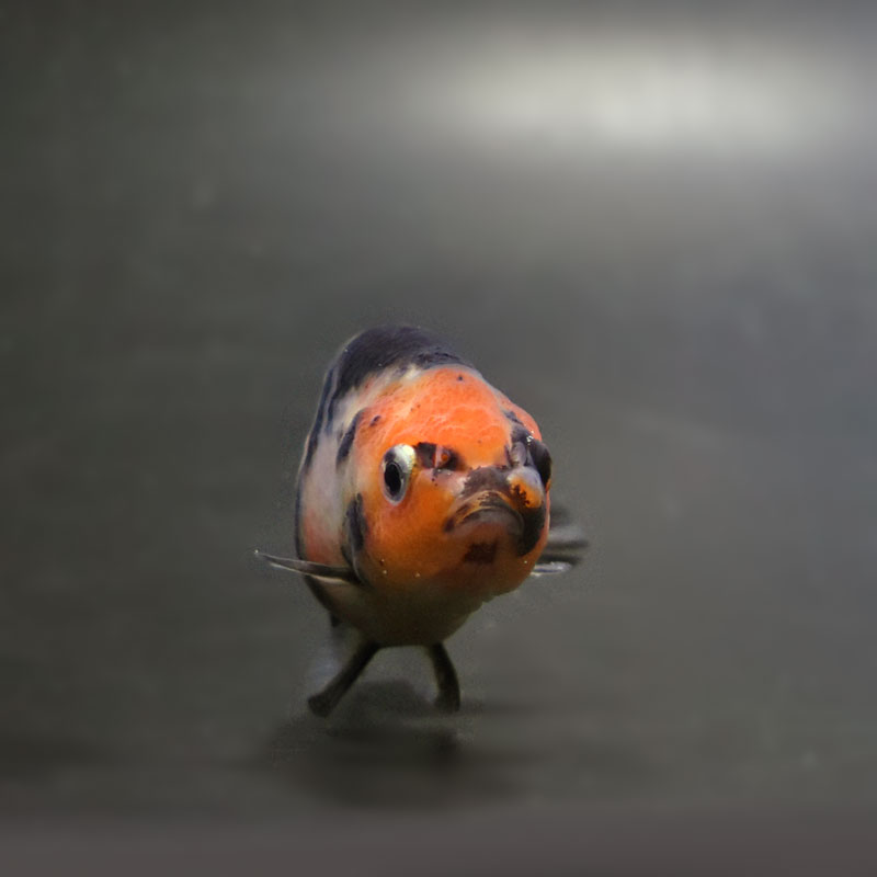 金魚王子】江戸錦 6.5±1cm前後 (個体番号：cde774) 金魚 きんぎょ 生体