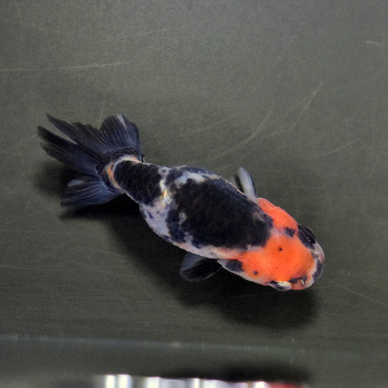金魚王子】江戸錦 6.5±1cm前後 (個体番号：cde774) 金魚 きんぎょ 生体