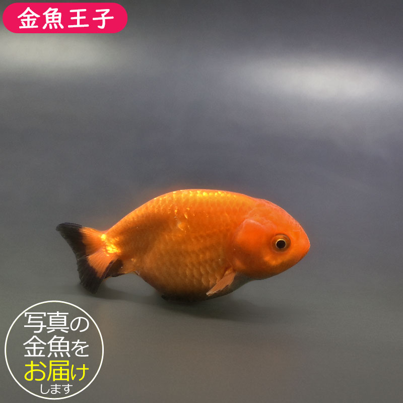 金魚王子】ベビーらんちゅう 6.5±1cm前後 (個体番号：xsw378) 金魚