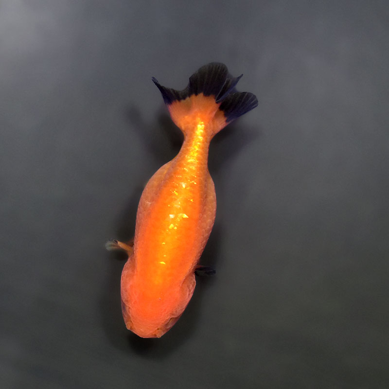 金魚王子】ベビーらんちゅう 6.5±1cm前後 (個体番号：xsw378) 金魚