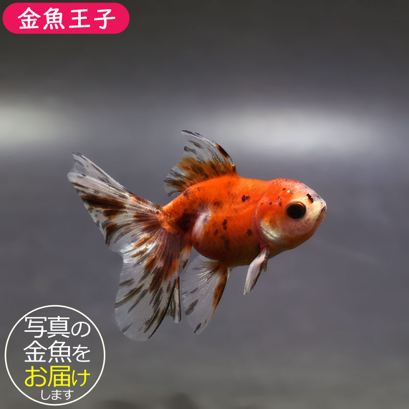 金魚王子】ハーフムーンオランダ 7～8cm前後 (個体番号：xsw545) 金魚