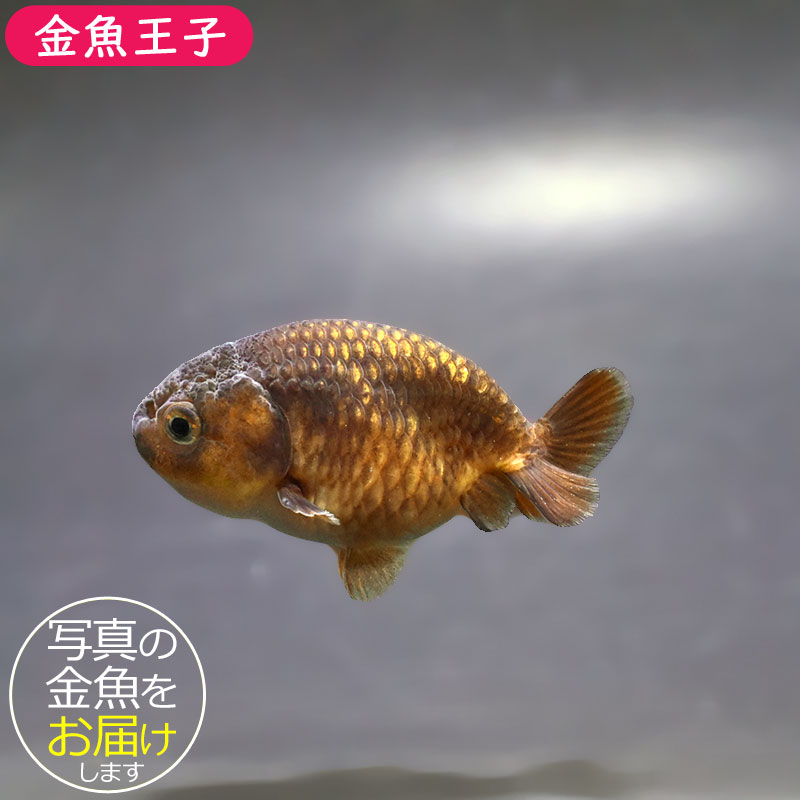 金魚王子】ベビーらんちゅう 6～7cm前後 (個体番号：xsw736) 金魚