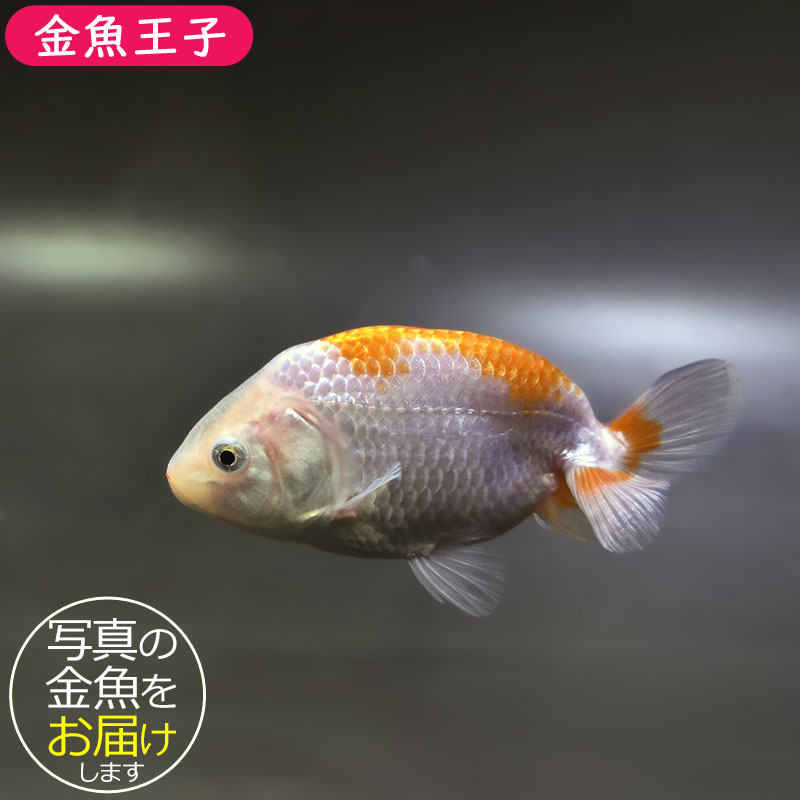金魚王子】更紗らんちゅう 8±1cm前後 (個体番号：zaq336) 金魚