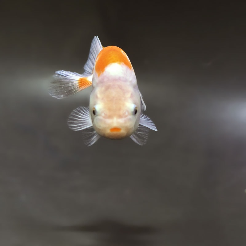 金魚王子】更紗らんちゅう 8±1cm前後 (個体番号：zaq336) 金魚