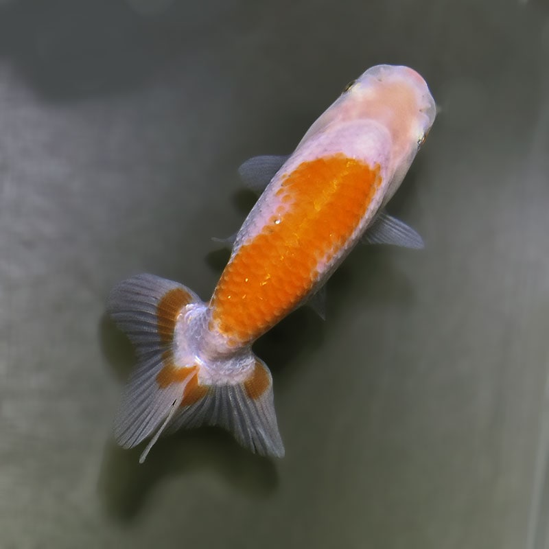 金魚王子】更紗らんちゅう 8±1cm前後 (個体番号：zaq336) 金魚